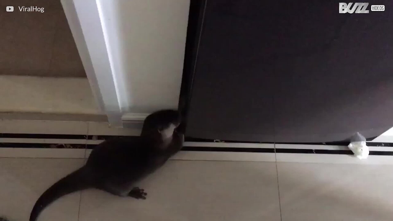 Une loutre impertinente fouille un frigo