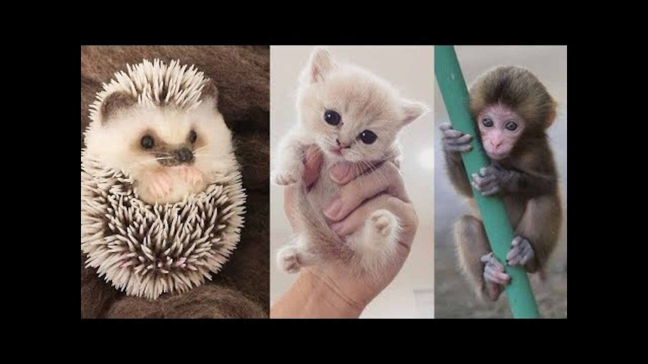 Cute Cat _ Cute Pets Funny Animals Compilation #shorts #540