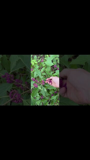 American Beauty plant ￼is a Louisiana treasure