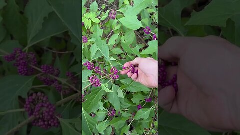 American Beauty plant ￼is a Louisiana treasure