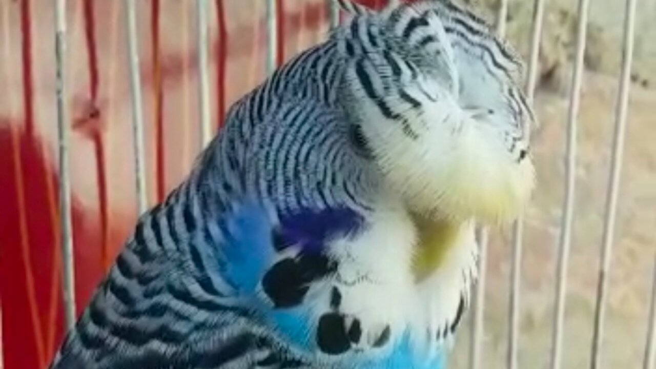 Beautiful Australian parrot 🐦 feeling calm.