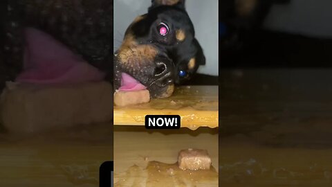 CUT DOG ASMR (VOL.3) #shorts #short #asmr #viral #subscribe