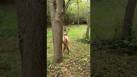 every dogs obsession with squirrels.