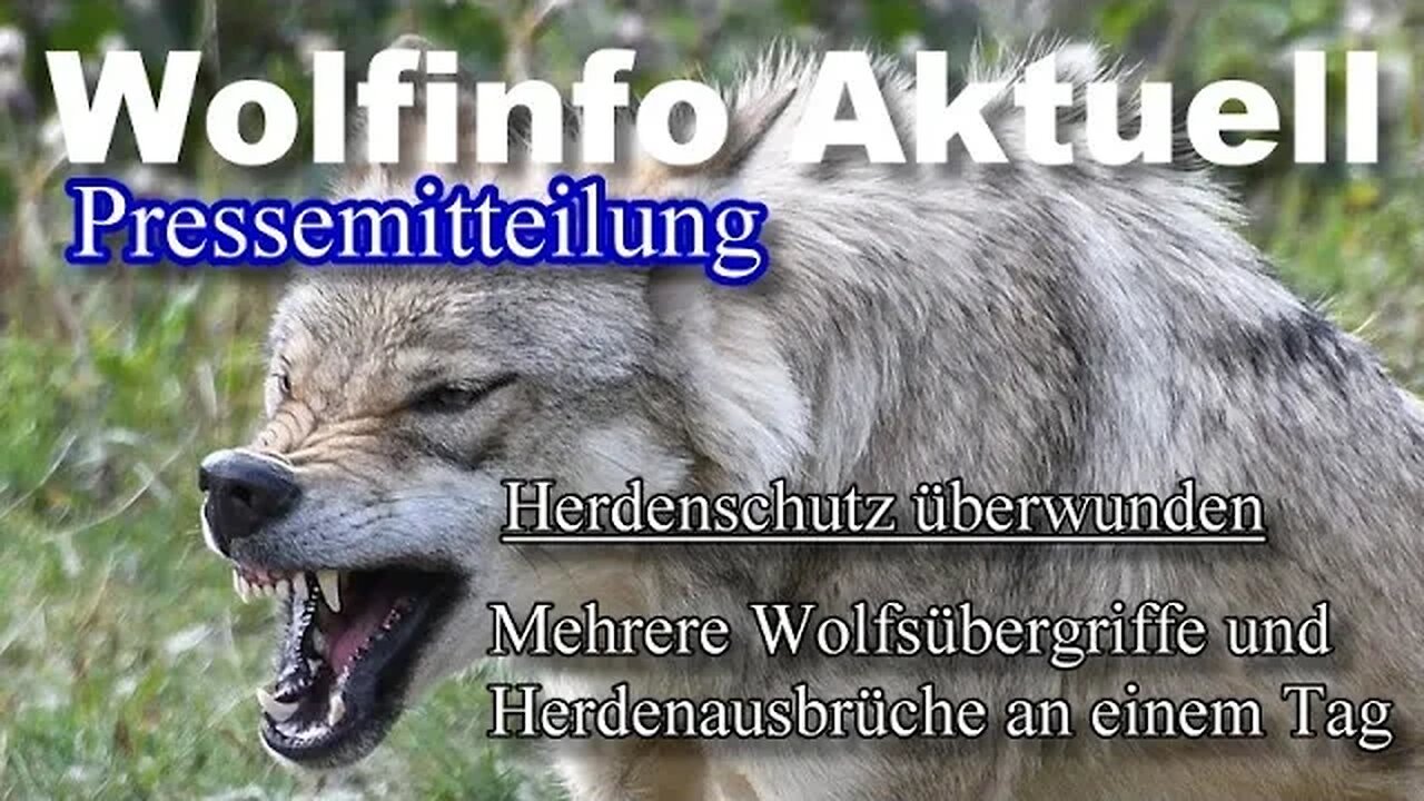 Wolfinfo Aktuell Pressemitteilung ( Mehrfach Herdenschutz überwunden, zahleiche Opfer)