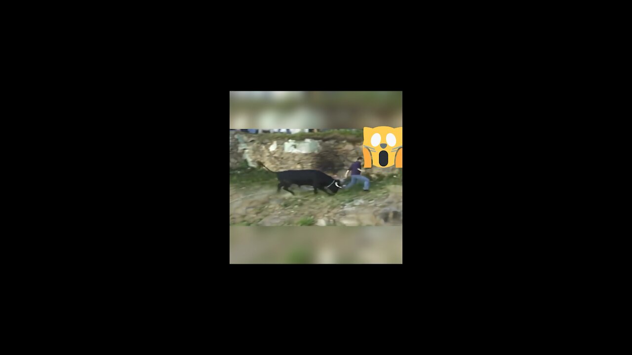 OMG best funny crazy bull