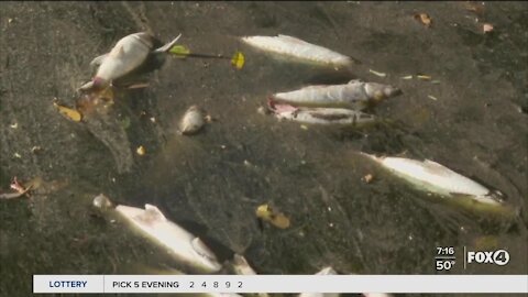 Dead fish in Sanibel Canal causes concerns