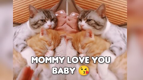 😘😻mommy love you baby, Beautiful cats video