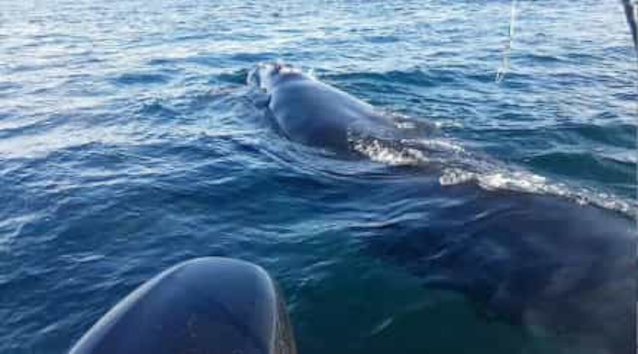 Whales interact with divers' boat