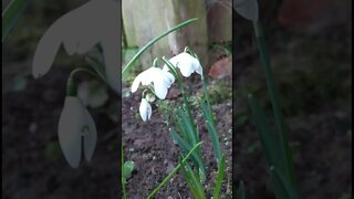 Snowdrops