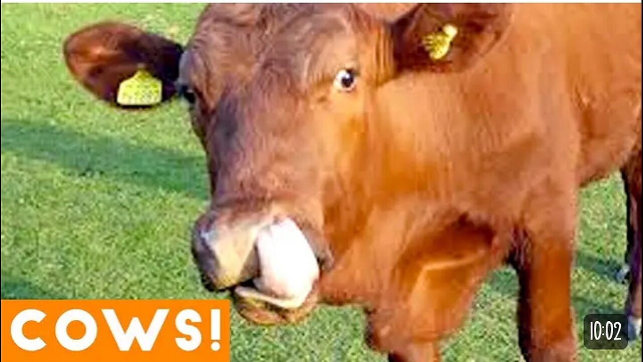 Use the edit icon to pin, add or delete clips.Funniest Animals 2023 New Funny Cow.