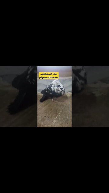 حمام سيفيانوس / pigeon de sivianos