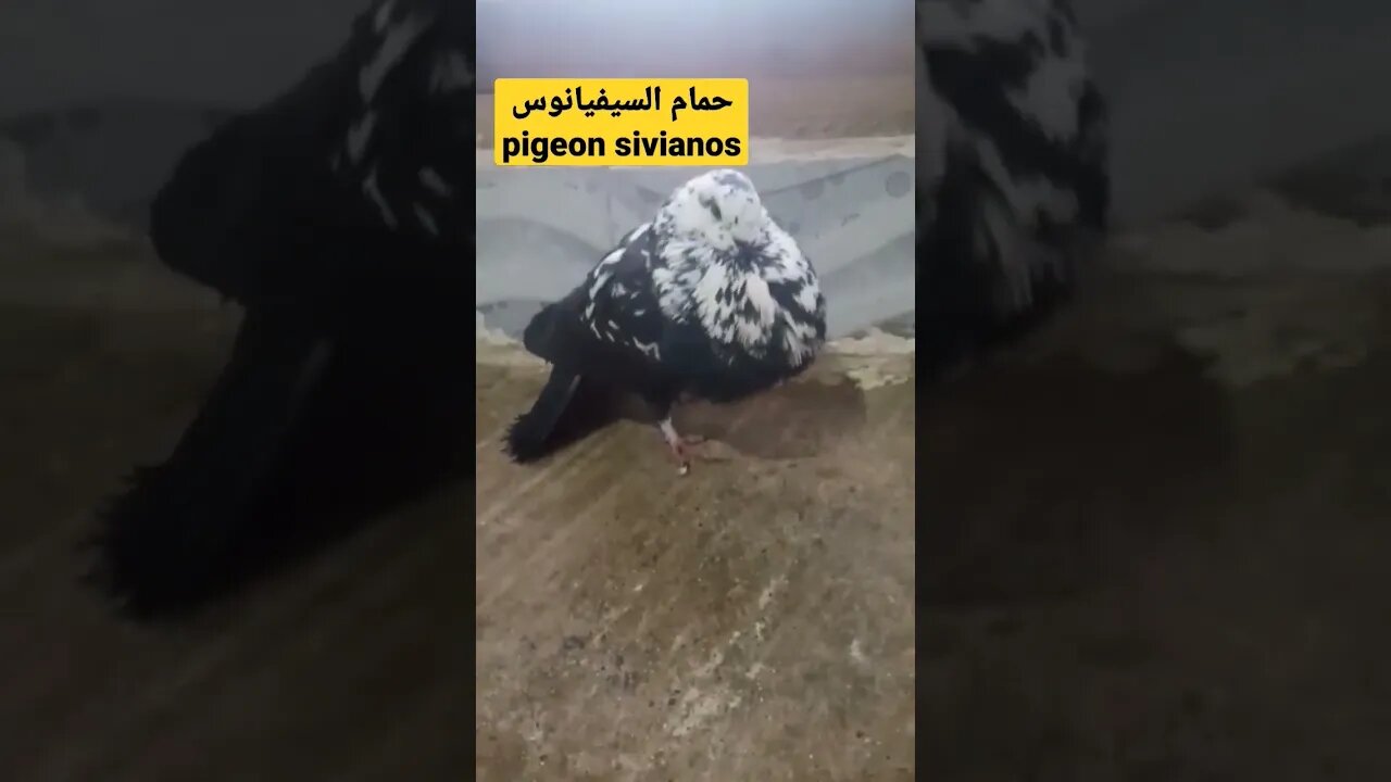 حمام سيفيانوس / pigeon de sivianos