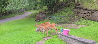 Twin fawns' synchronized walk