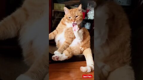 Excuse me?! #cute #tiktok #funnyanimals #funnyvideos #cat