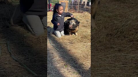 extra cuddles for carter before bed time🐷 #farmlife #loveanimals #toddlers #farmanimals #fy #fyp