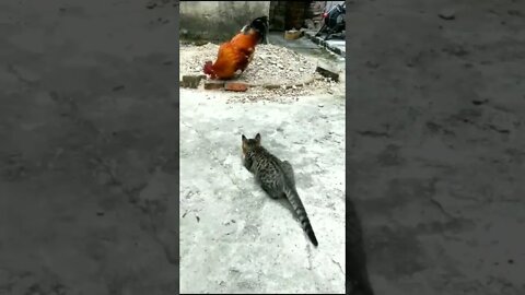 Cat and chicken fighting#shorts