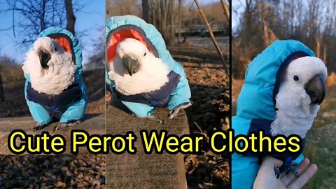 Perot Wear clothes||beautiful Perot like baby|#Gigox #birds #animals #shorts