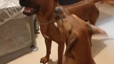 Morning Ridgeback Wrestle With SloMo Fang Action