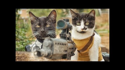 Cats vs Zombies