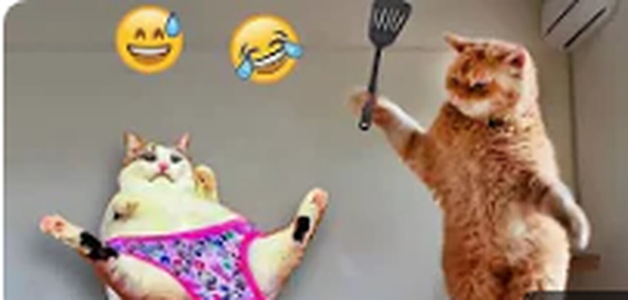 Funniest Animals 2024 🤣😅 New Funny Cats and Dogs Videos 😸🐶