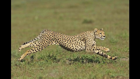 The 10 Fastest Animals On This Planet