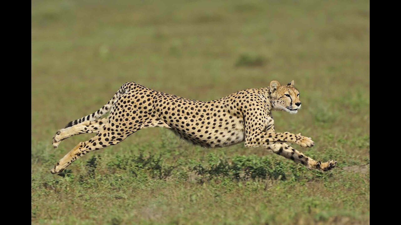 The 10 Fastest Animals On This Planet