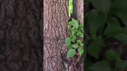Tree Root Suckers #Shorts 🌲