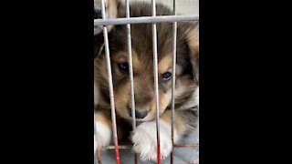 Puppies at a shelter waking up from a nap