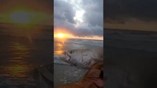 Ladyfish dangerous when fishing with Lures #shorts