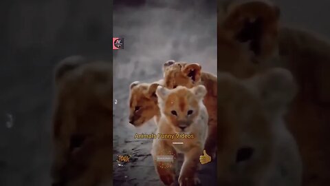 Cute Baby Lion Videos 2022 Lion Forest King Safari King Lions Animals Funny Videos #shorts