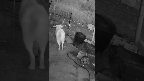 Maremma pup on farm duty