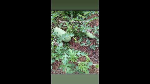 Watermelons