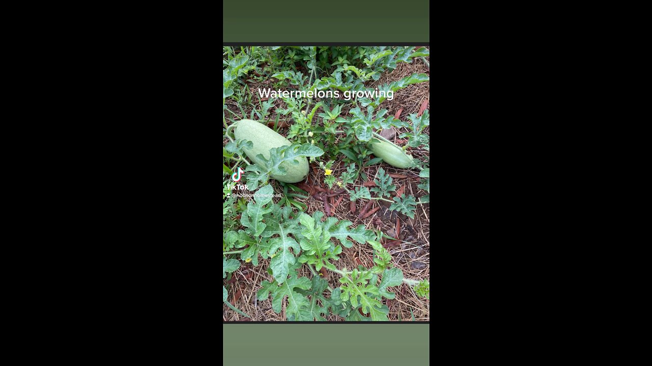 Watermelons