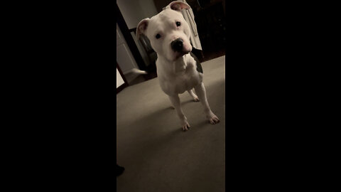 Pit bull zoomies