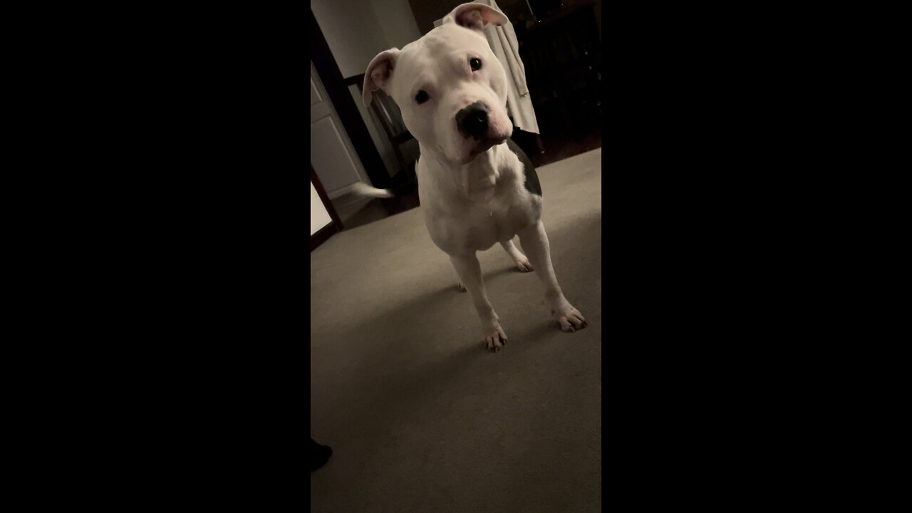 Pit bull zoomies