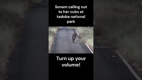 Female tiger calling her cubs at tadoba national park | Sonam tigress in tadoba