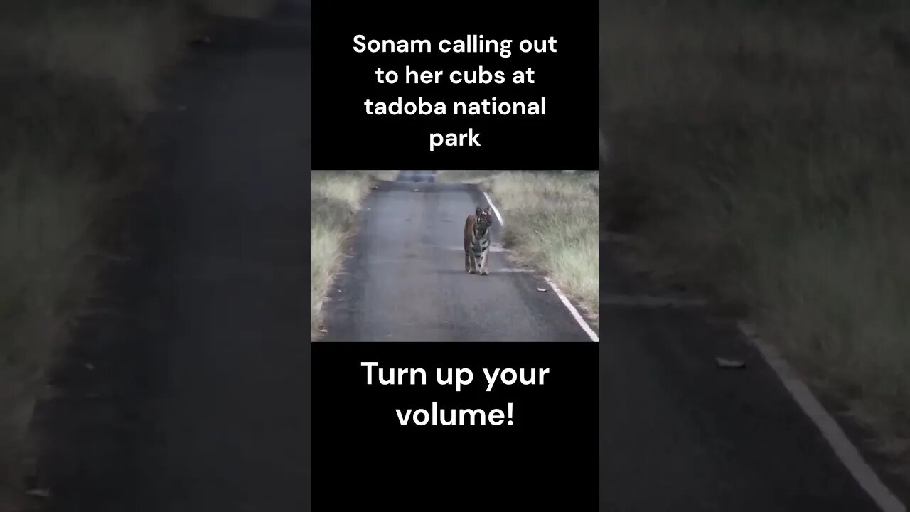 Female tiger calling her cubs at tadoba national park | Sonam tigress in tadoba