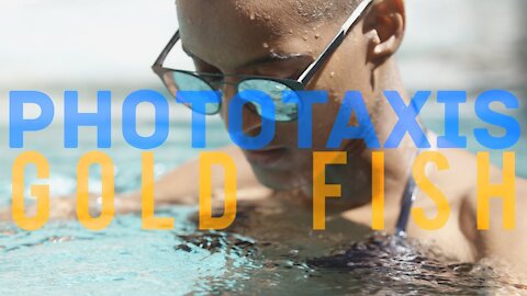 "Gold Fish" by Phototaxis