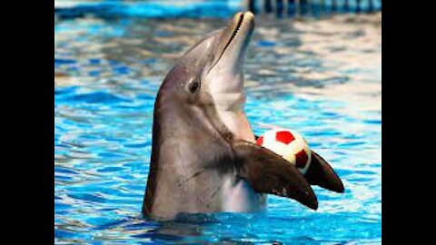 Funny sea dog and dolphin playing with ball