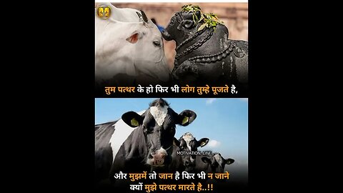 #motivation fro all #animals in #shortvideo to #help this #animals #motivational #thinking