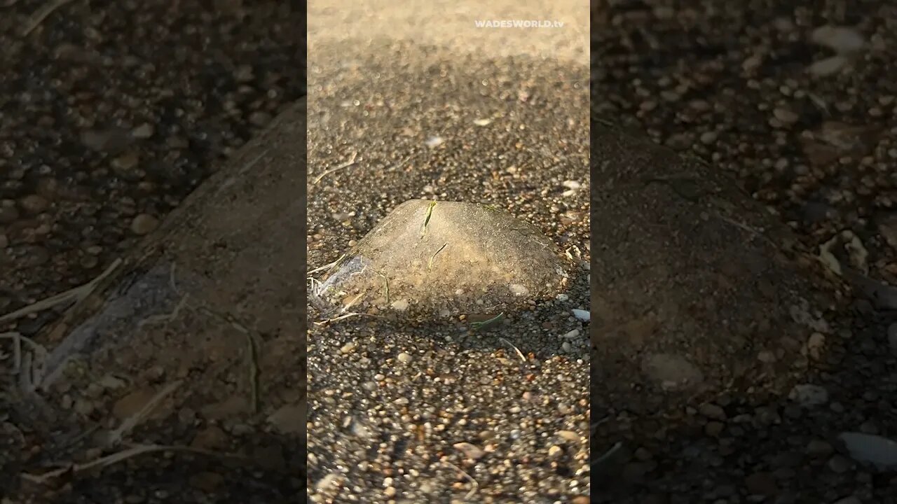 How to grow ice with sunlight and grass #shorts #timelapse #ice