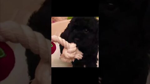Funniest Cat and Dog Videos Compilation