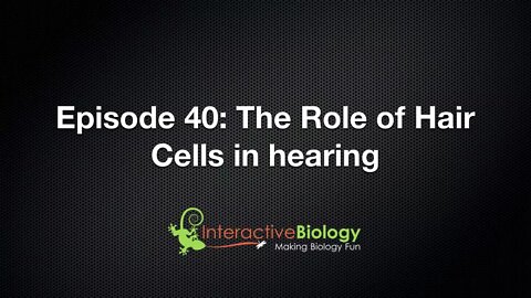 040 The Role of Hair Cells in Hearing