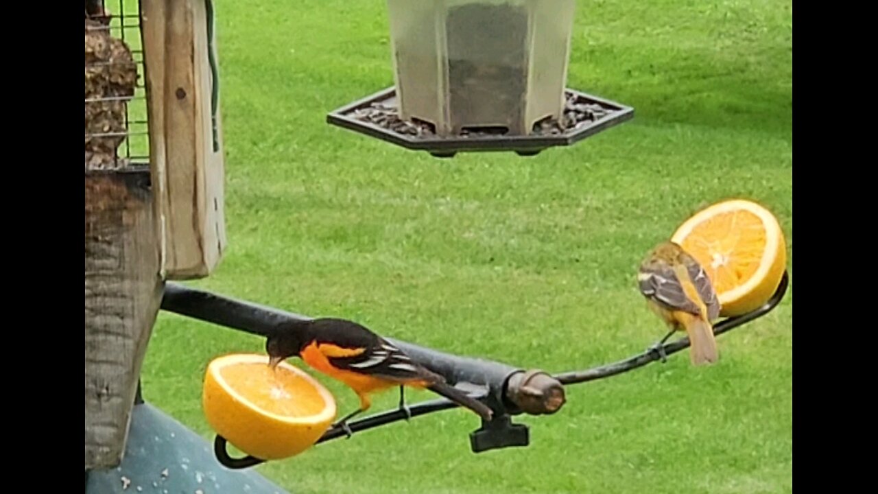 Pair Of Baltimore Orioles w/An Orange