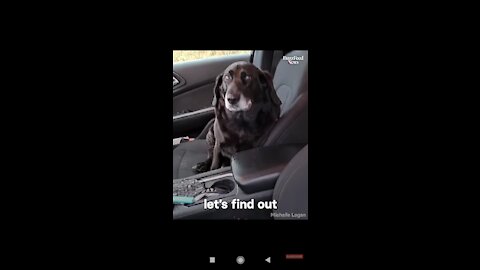 Dog Jumps Into Stranger’s Car And Refuses To Get Out