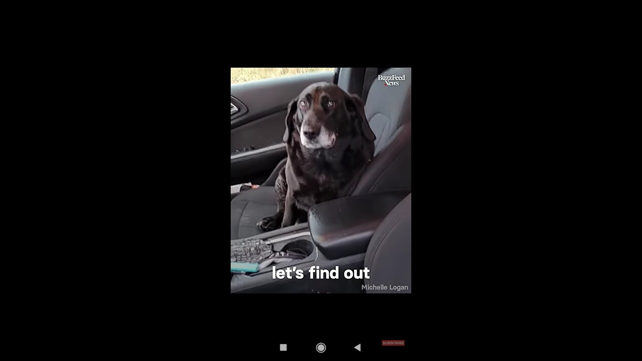 Dog Jumps Into Stranger’s Car And Refuses To Get Out