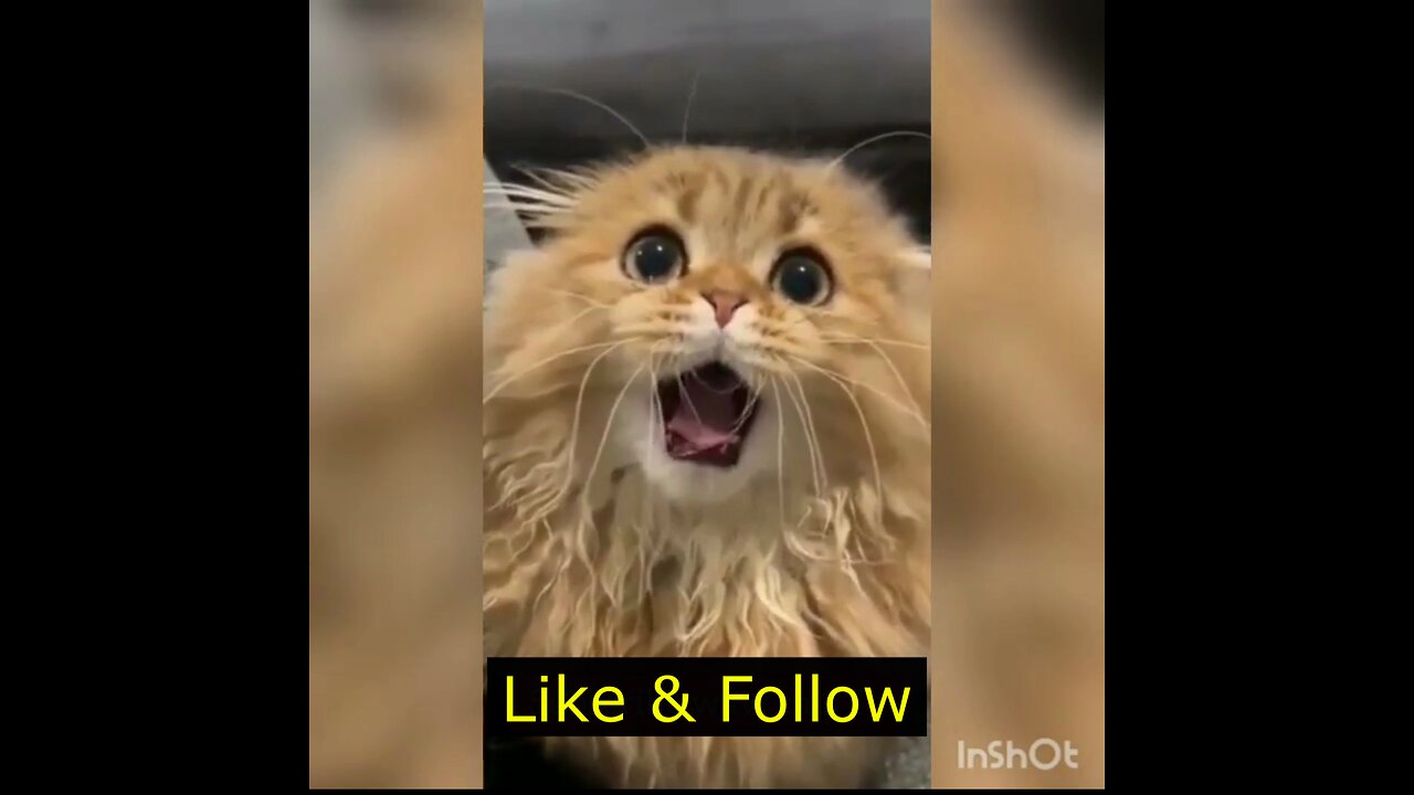 Funny Animals 2023 😂 New Funny Cats Videos 😻🐶Animal Funny