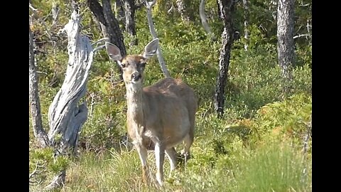 Calling a Doe