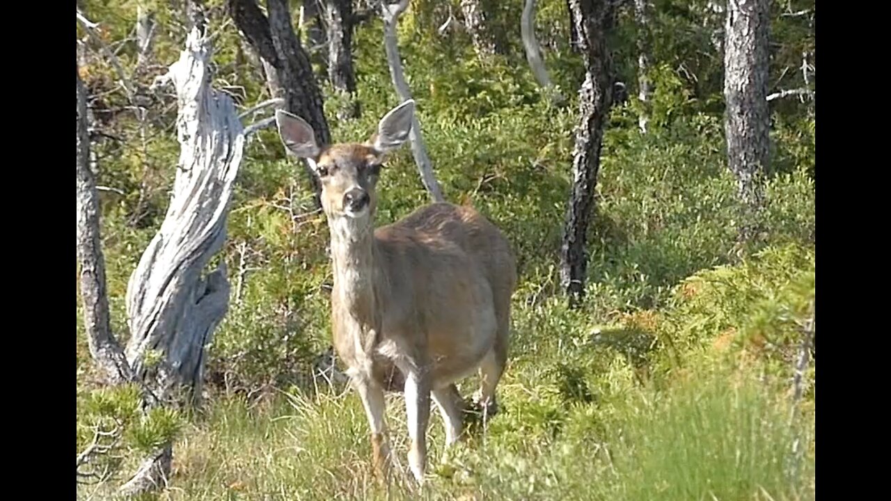Calling a Doe