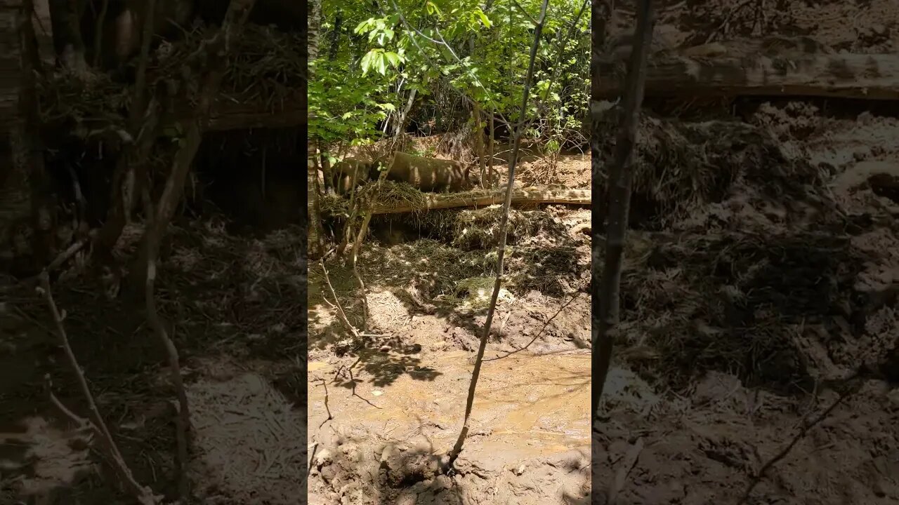 Only an idiot tries to fix a pig wallow. #Pigs #SasquatchSchool